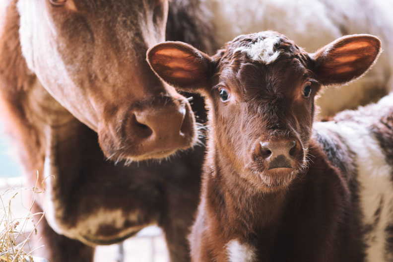 Calf Scours – An ounce of prevention is worth more than a pound of cure.