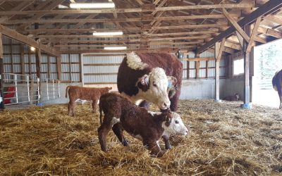 Giving Calves the Best Start: Using Nutrition to Boost Beef Cow Colostrum Production