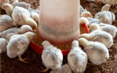 Coccidiosis in Broiler Production