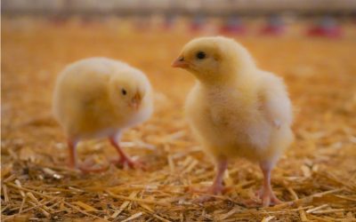 2021 Poultry Health Update