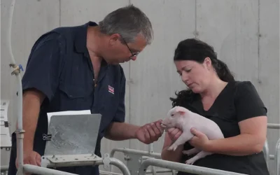 Tightening Our Belts: How to Get Back to the Basics of Swine Production and Save Money Doing it.