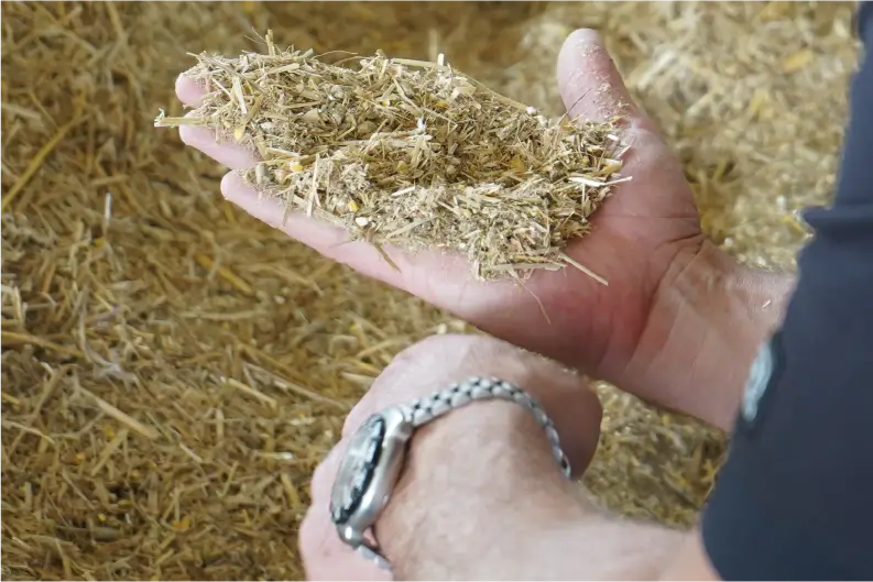 Think Before You Cut – The Impact of Forage Quality on Feed Cost