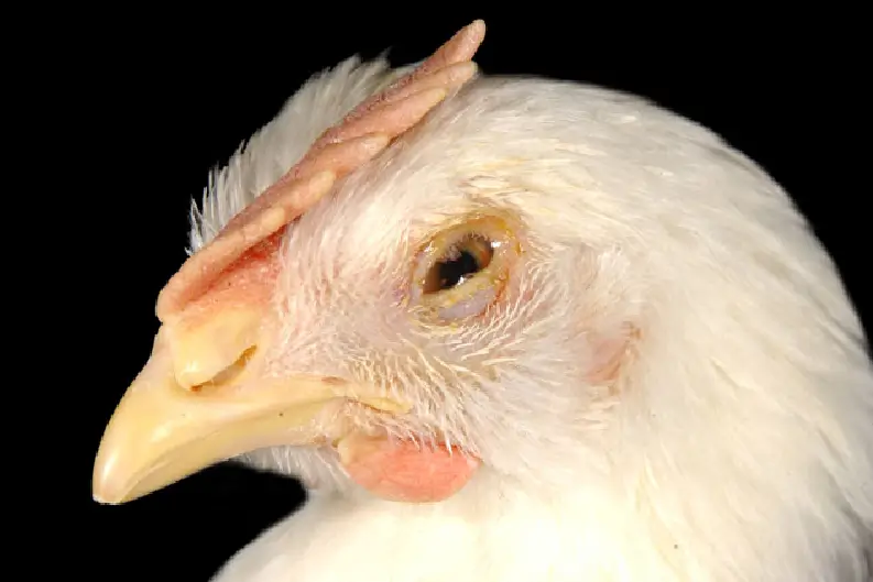 Swollen eyelids in a chicken with conjunctivitis.