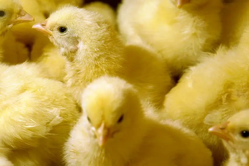 Group of yellow chicks.