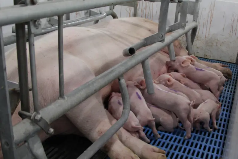 Expectations Around Farrowing: Birth Weights