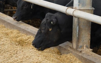 Feedlot Cattle Need Minerals & Vitamins Too