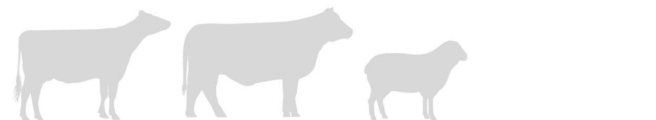 Dairy Beef & Sheep 