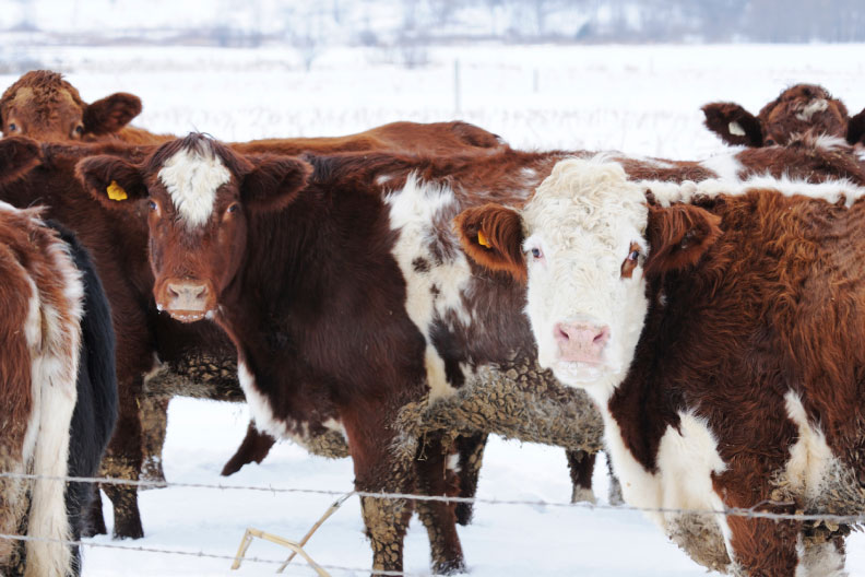 A 4×4 Overview of Extended Grazing Options in Ontario