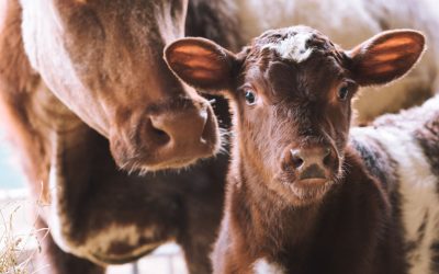 Calf Scours – An ounce of prevention is worth more than a pound of cure.