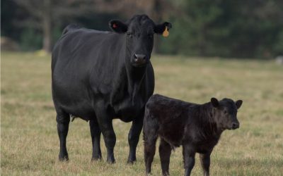 Feeding the Gestating Cow for Calf Performance
