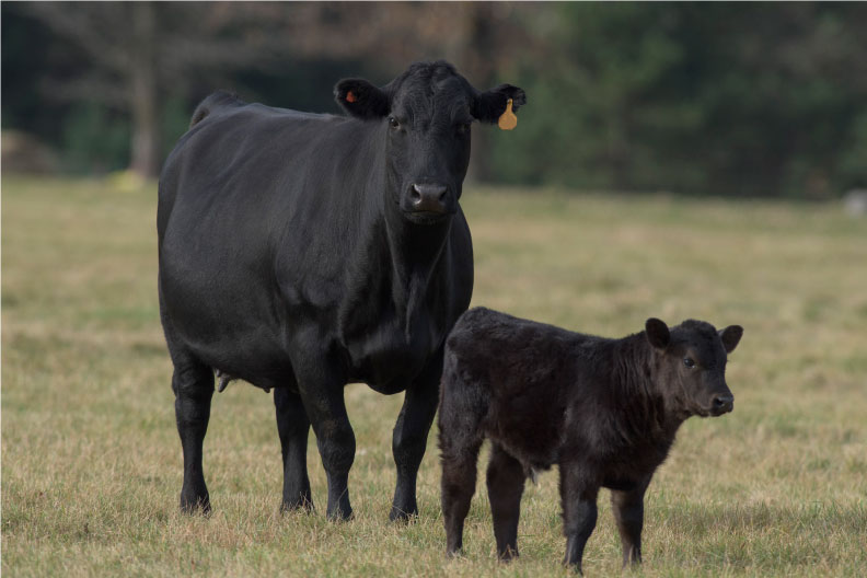 Feeding the Gestating Cow for Calf Performance