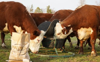 Managing Fly Pressure on Pasture