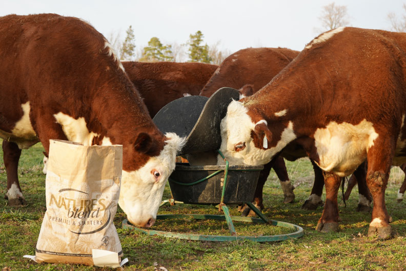 Managing Fly Pressure on Pasture