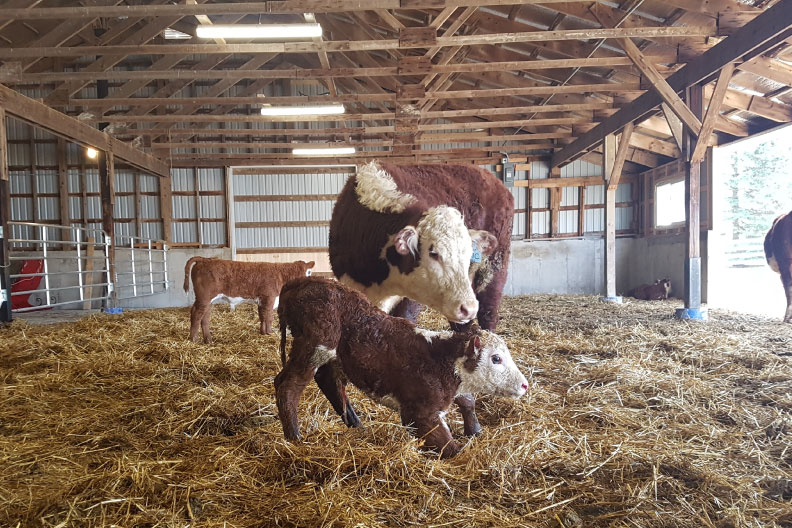 Giving Calves the Best Start: Using Nutrition to Boost Beef Cow Colostrum Production