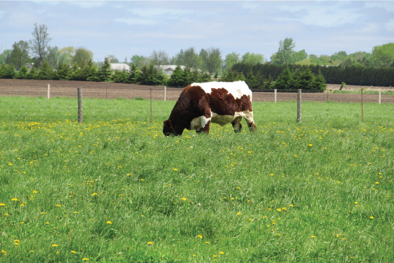 Certified Sustainable Beef