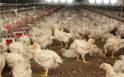 The Importance of Uniformity in Broiler Flocks