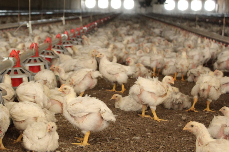 The Importance of Uniformity in Broiler Flocks