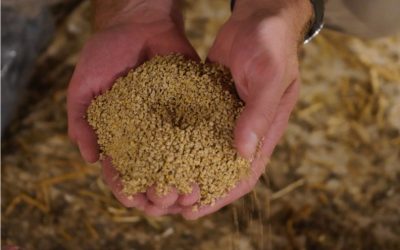 Coping with High Grain and Feed Commodity Prices