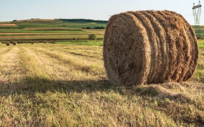 Fertilizing Hay Like a Cash Crop