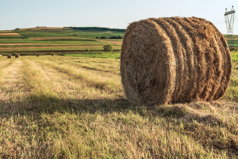 Fertilizing Hay Like a Cash Crop