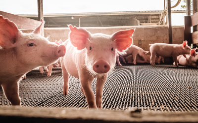 Nutritional Strategies to Alleviate Heat Stress in Sows