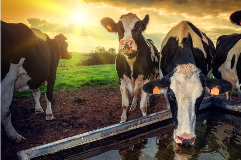 The Memory of a Hot Summer Lives on in the Cow’s Hoof
