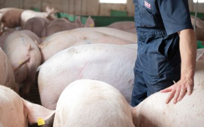 Swine Economics and How to Improve your Bottom Line!
