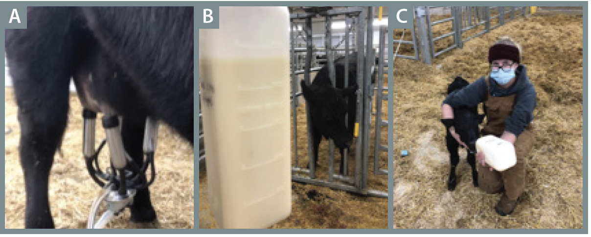 BeefGrist-Spring22-Figure1