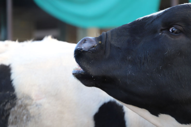 Pneumonia in Dairy Cows: What is Old is New Again