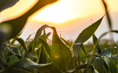 Key Corn Silage Management Considerations