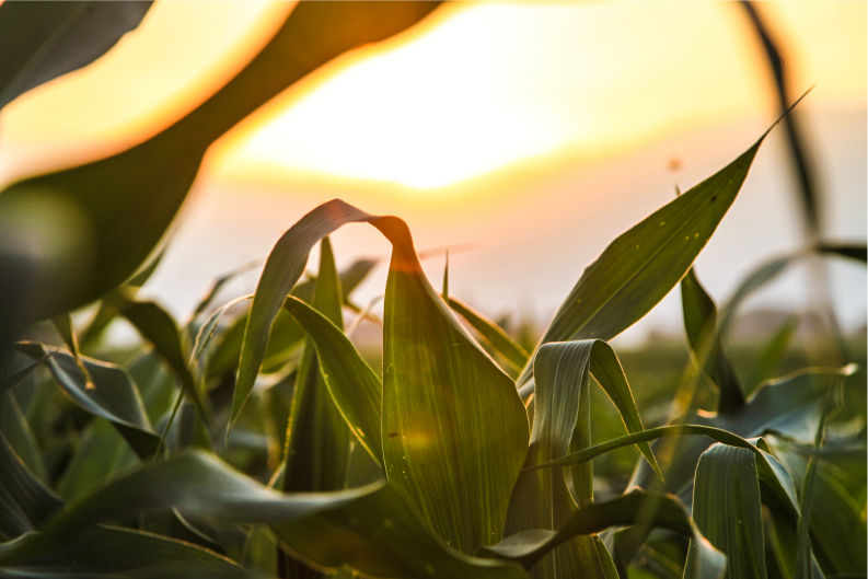 Key Corn Silage Management Considerations