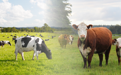 The Value of Beef Genetics in your Dairy Herd