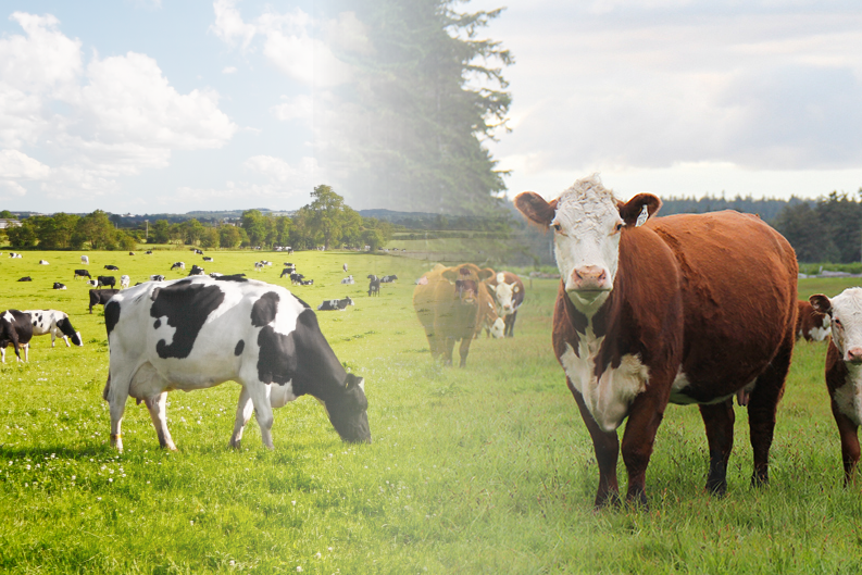 The Value of Beef Genetics in your Dairy Herd