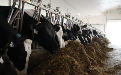 Income Over Feed Cost: Get to the Next Level Efficiently