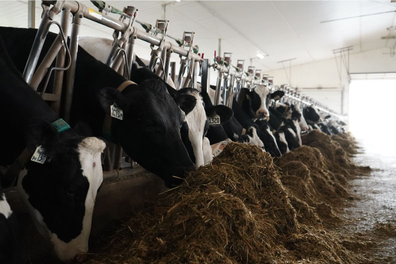 Income Over Feed Cost: Get to the Next Level Efficiently