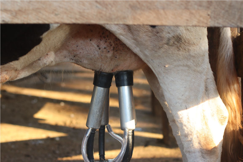 Header image for Dairy Grist - Adjusting to the New SNF Ratio that Began Feb 1st 2023