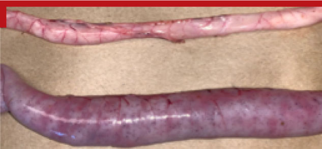 PoultryGrist-GutHealth-Figure2