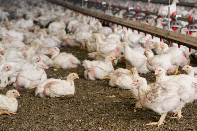 Making Poultry Feeds On-Farm