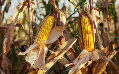 A Look at Mycotoxin Levels in 2022 Corn Harvest