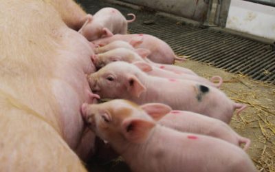 Improving Feed Intake of Lactating Sows and Gilts