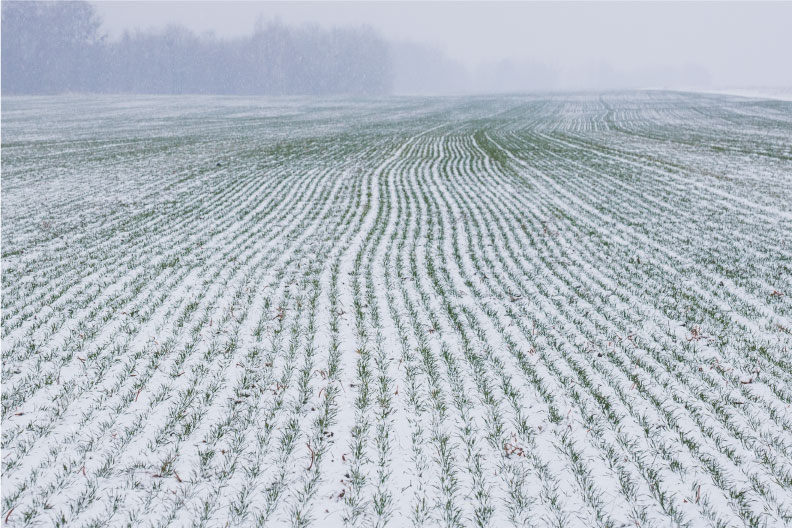 Winter Cereal Forage