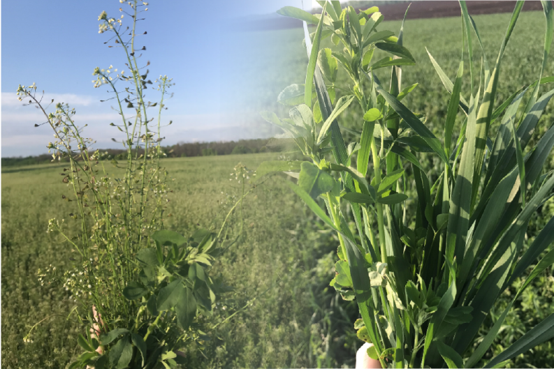 How Can We Extend the Productive Life of Our Aging / Thinning Alfalfa Stand?