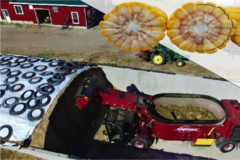 Silage Harvest Timing: Be Ready