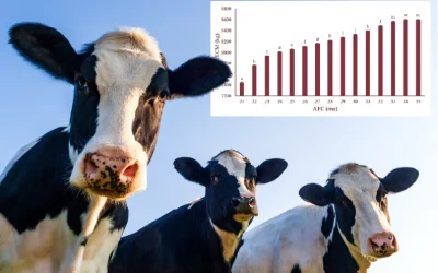 Heifer Growth – Do Our Heifers Measure Up?