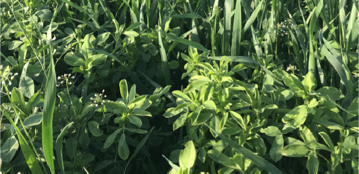 GVFDairyGrist-Fall23-AlfalfaStand1