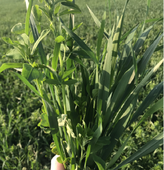 GVFDairyGrist-Fall23-AlfalfaStand2