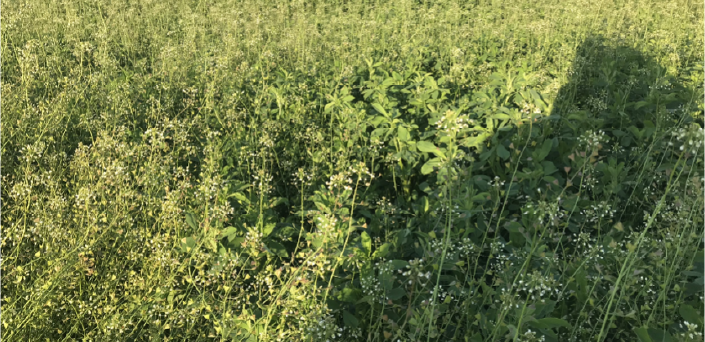 GVFDairyGrist-Fall23-AlfalfaStand3