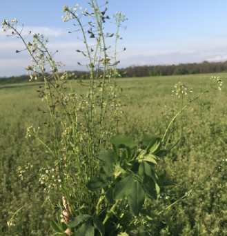 GVFDairyGrist-Fall23-AlfalfaStand4