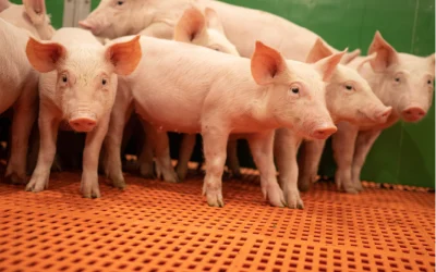 It’s Great to be in Pigs!