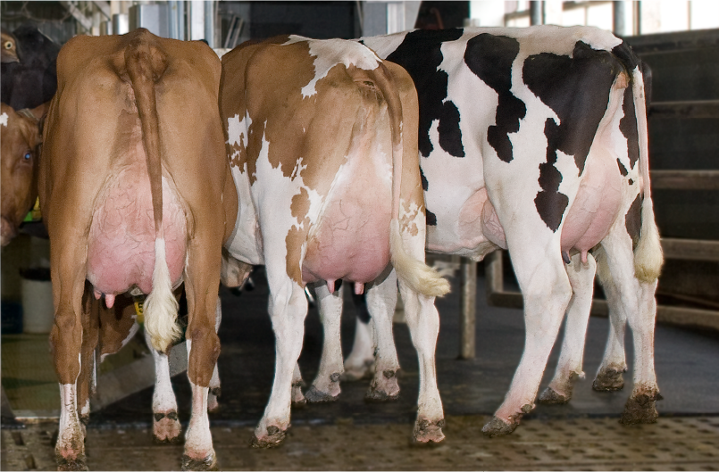 Supporting Early Lactation Cows by Supplementing Glycerol